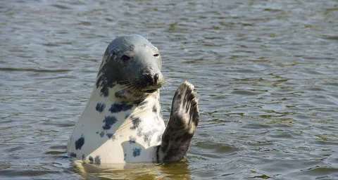 Seal Sanctuary in Hel